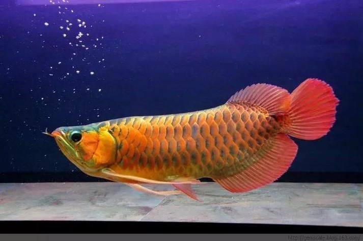 如何預(yù)防龍魚鰓蓋爛，高價值觀賞魚養(yǎng)殖/觀賞魚養(yǎng)殖中最致命的疾病之一