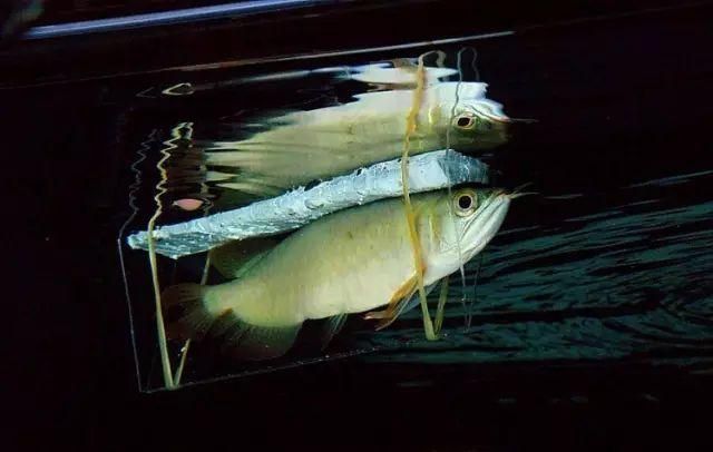 如何預(yù)防龍魚鰓蓋爛，高價值觀賞魚養(yǎng)殖/觀賞魚養(yǎng)殖中最致命的疾病之一