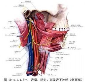 翻鰓手術風險大嗎，百度健康-去問診,