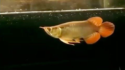 給我推薦幾款性價(jià)比高的NEC龍魚燈，nec龍魚燈哪個(gè)性價(jià)比最高