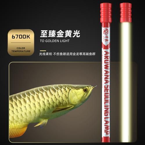 給我推薦幾款性價(jià)比高的NEC龍魚燈，nec龍魚燈哪個(gè)性價(jià)比最高