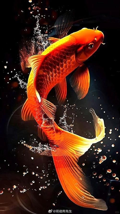 有哪些招財轉運魚圖片推薦，招財轉運圖片推薦