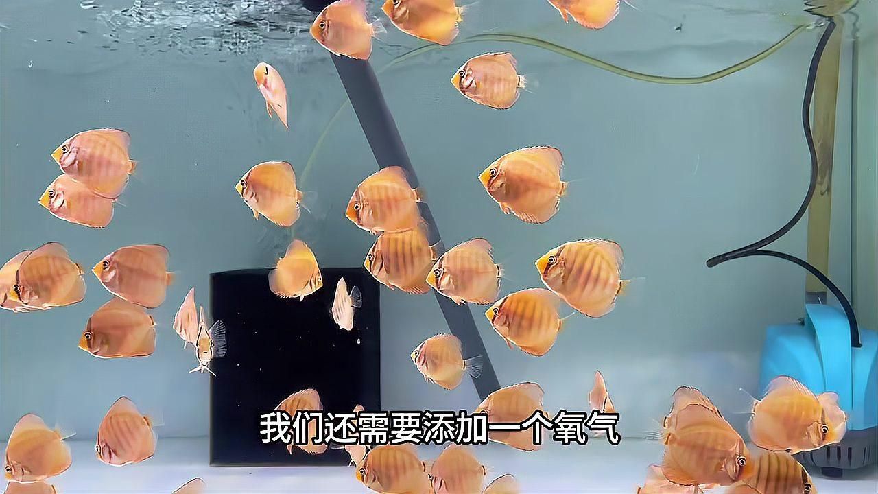 龍魚蒙眼病能自愈嗎，如何判斷龍魚蒙眼病的嚴重程度？