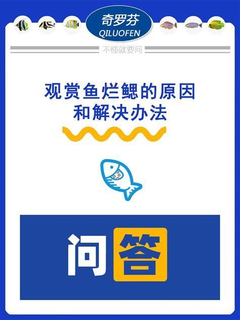 龍魚鰓蓋爛洞，關于龍魚鰓蓋爛洞的詳細解析