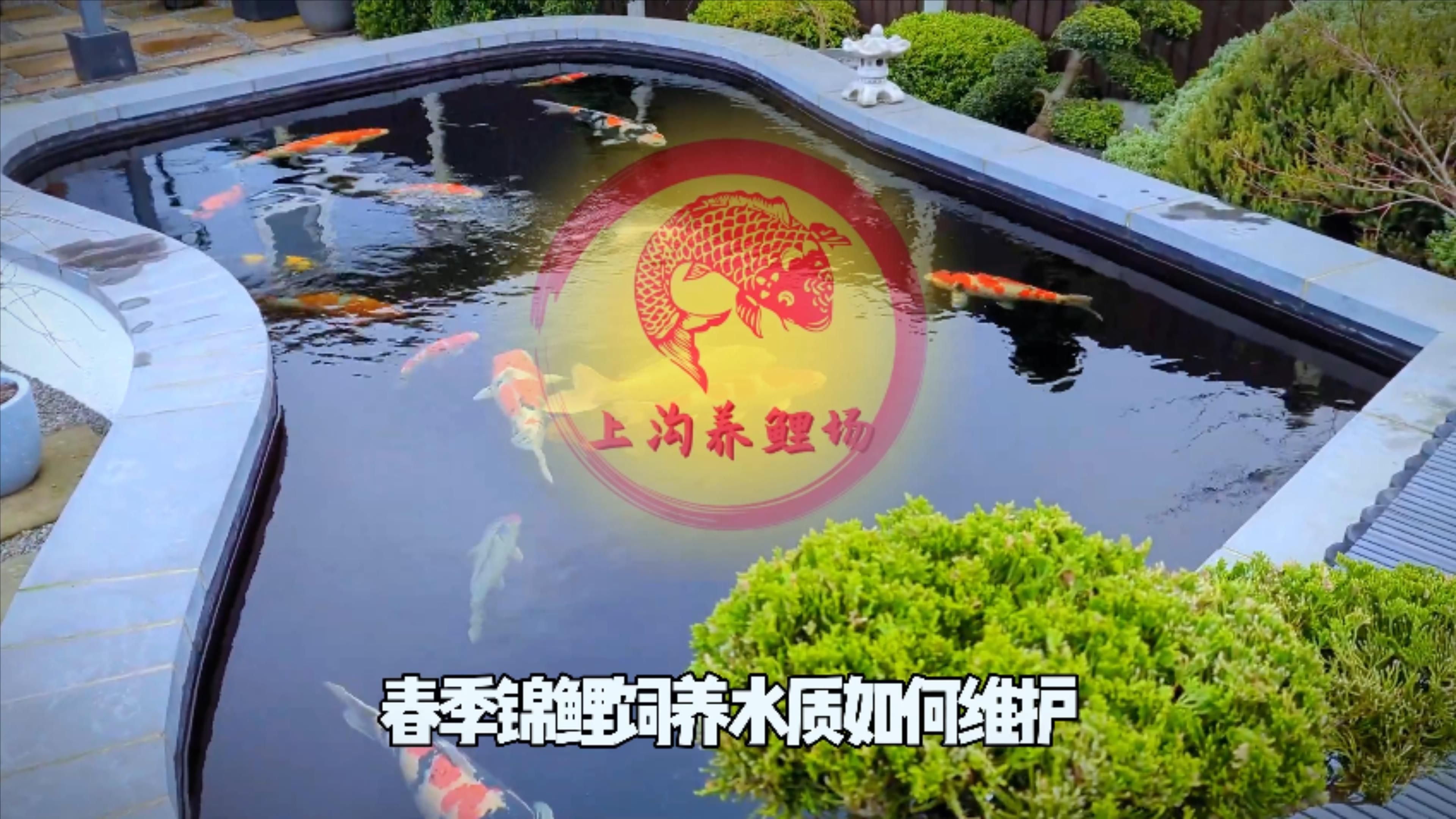 如何預防錦鯉蒙眼病的發生，關于錦鯉蒙眼病預防