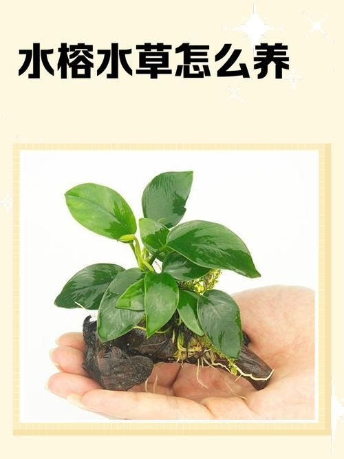 如何種植和養護這些水草，<strong><mark>西安</mark></strong>地區水草種植與養護常見觀賞水草品種與養護方案