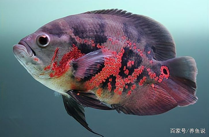 有哪些天然方法治療龍魚爛鰭，如何治療龍魚爛鰭