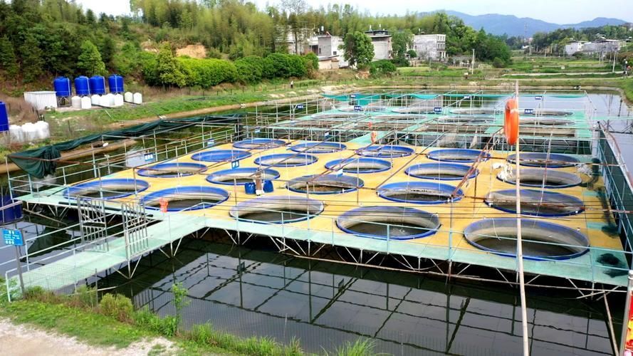 國產優質魚品牌推薦，國產優質魚品牌推薦與搜索