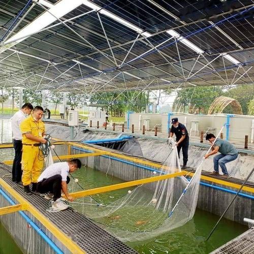 國產優質魚品牌推薦，國產優質魚品牌推薦與搜索