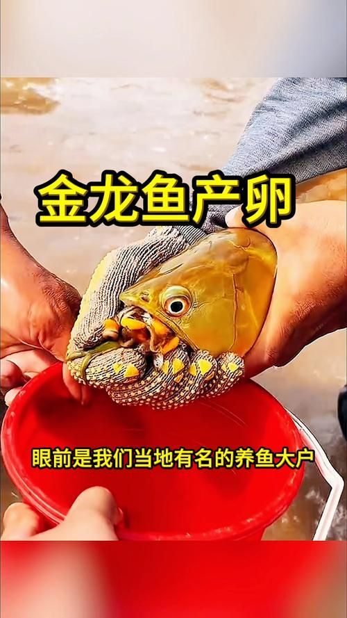 過背金龍繁殖技巧，亞洲骨舌魚科頂級觀賞魚（scleropagesformosus）