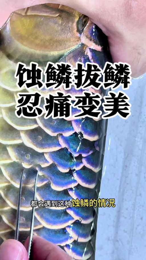 如何判斷龍魚鱗片發黑是否為自愈？，如何判斷龍魚鱗片發黑是否為自愈