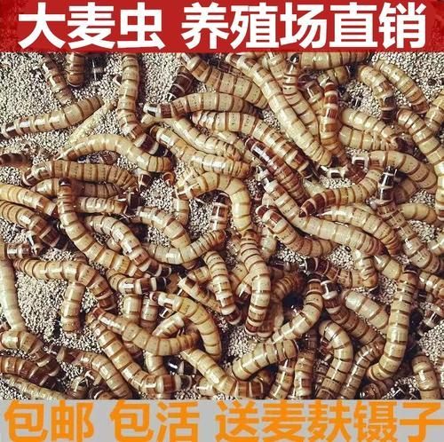 面包蟲是龍魚的最佳餌料嗎？，面包蟲喂龍魚需要處理嗎，龍魚的最佳餌料有哪些
