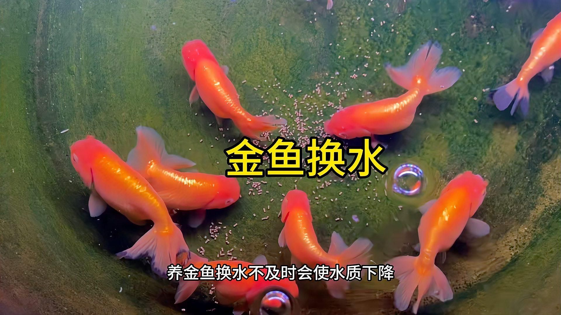 如何預(yù)防金魚(yú)身上潰爛，如何防止金魚(yú)潰爛