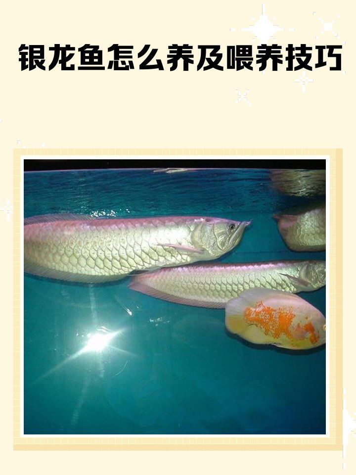 銀龍魚多久喂一次合適，銀龍魚喂養(yǎng)頻率和量的調(diào)整