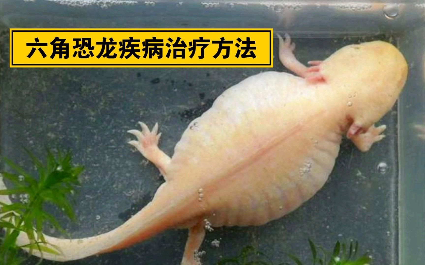 六角恐龍魚哪些藥物可以有效治療常見病？，六角恐龍魚常見病用藥
