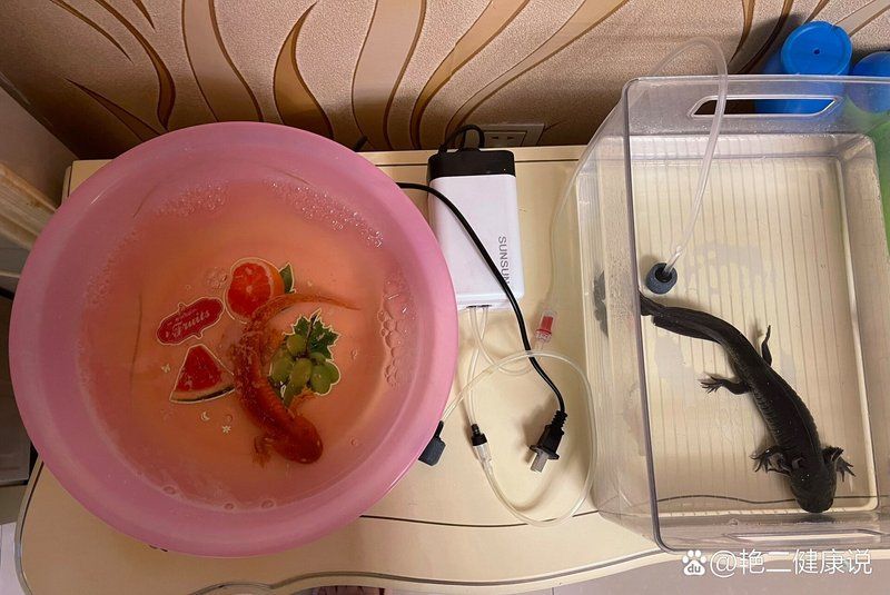 六角恐龍魚哪些藥物可以有效治療常見病？，六角恐龍魚常見病用藥