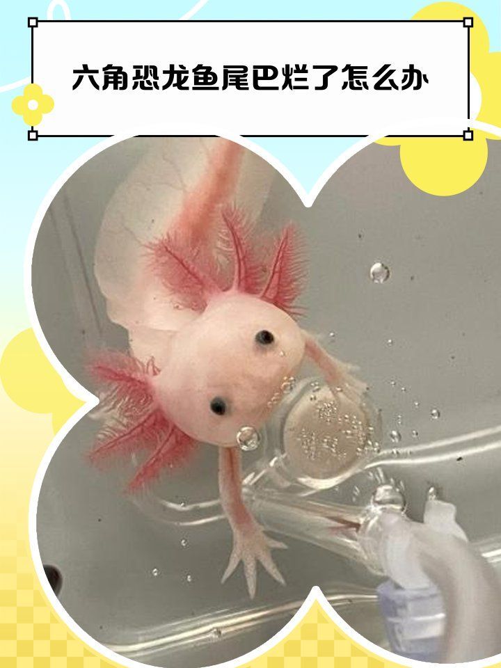 六角恐龍魚哪些藥物可以有效治療常見病？，六角恐龍魚常見病用藥