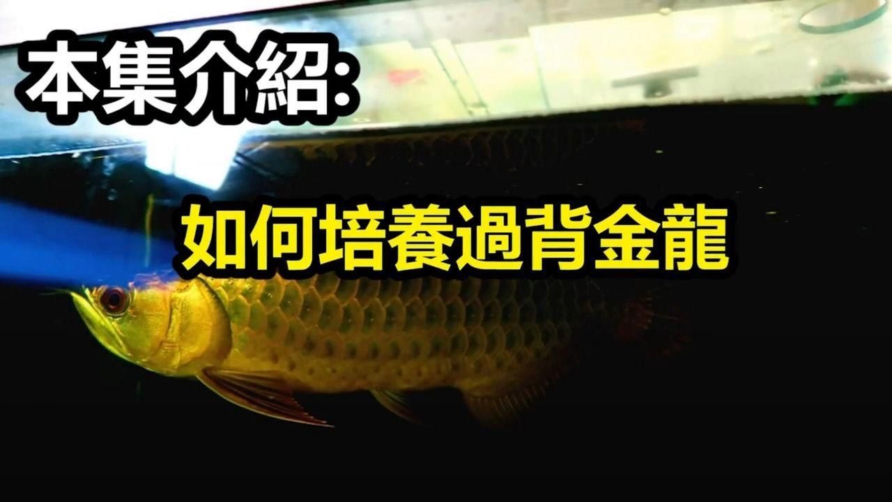 過背金龍疾病預防，過背金龍怎么養(yǎng)