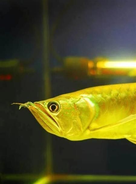 如何判斷龍魚是否健康且生長正常？，如何判斷龍魚是否健康且生長正常