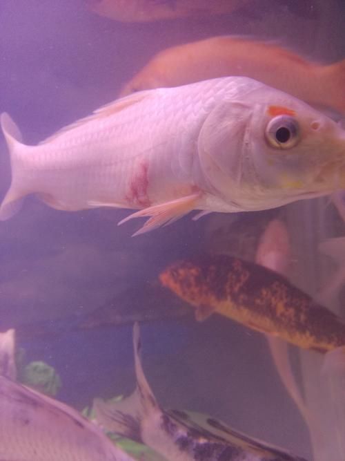 給我一張錦鯉紅斑病的典型圖片，如何判斷錦鯉是否患有紅斑病