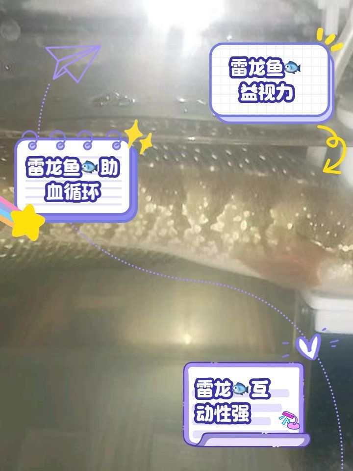 雷龍魚有哪些營養(yǎng)價(jià)值，雷龍魚的功效與作用