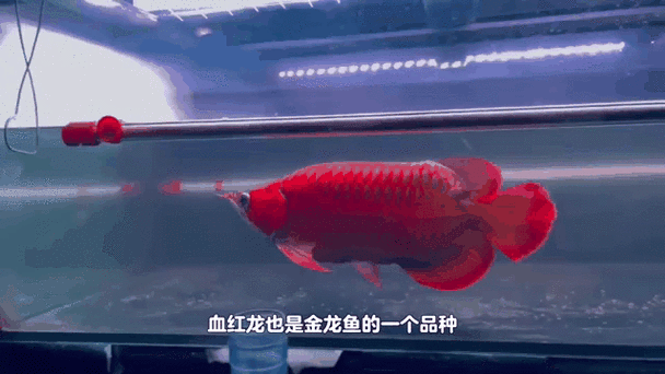 有沒有高清的紅龍魚動態(tài)壁紙，紅龍魚動態(tài)壁紙推薦