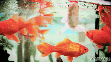有沒有高清的紅龍魚動態(tài)壁紙，紅龍魚動態(tài)壁紙推薦
