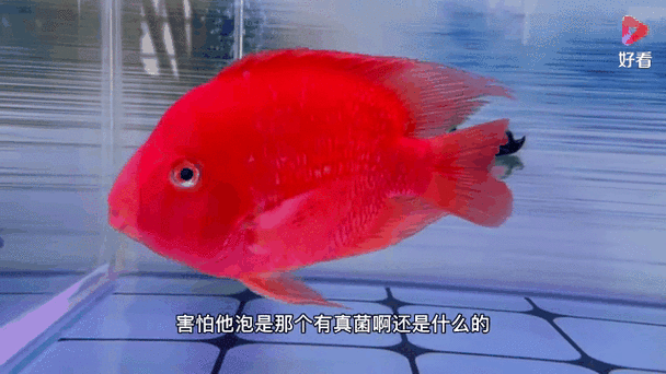 有沒有高清的紅龍魚動態(tài)壁紙，紅龍魚動態(tài)壁紙推薦