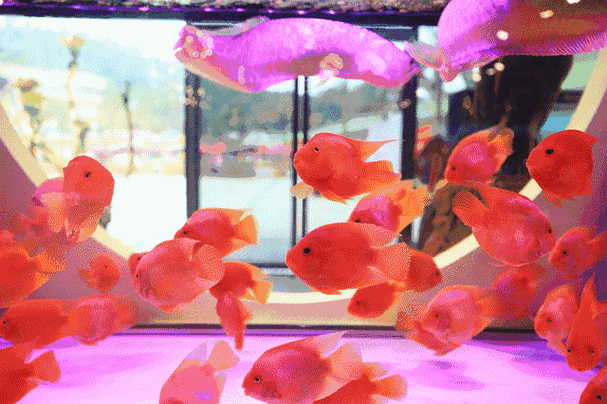有沒有高清的紅龍魚動態(tài)壁紙，紅龍魚動態(tài)壁紙推薦