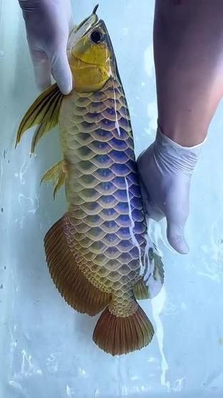 50厘米金龍魚價格是多少，50厘米金龍魚價格