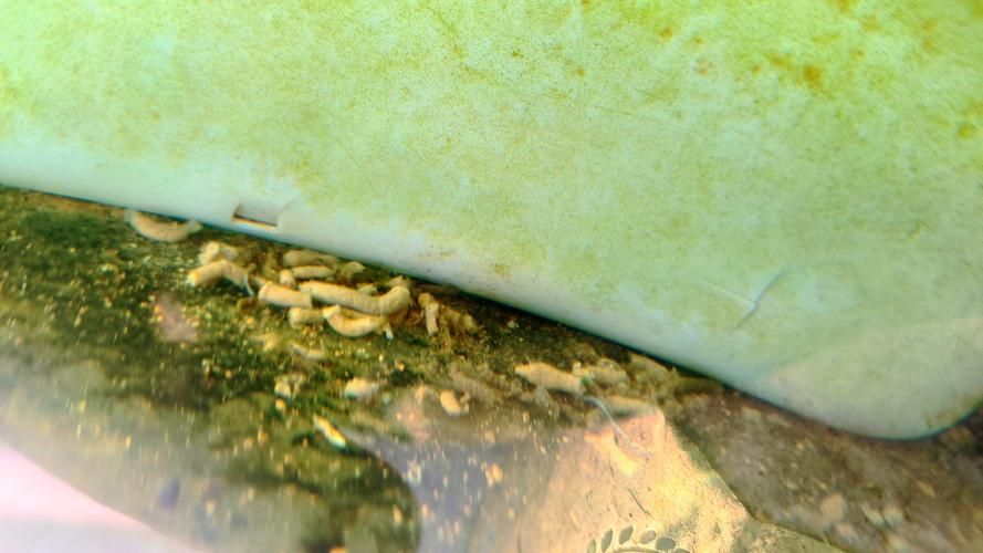 如何判斷龍魚是否需要添加益生菌？，如何判斷龍魚是否需要添加益生菌