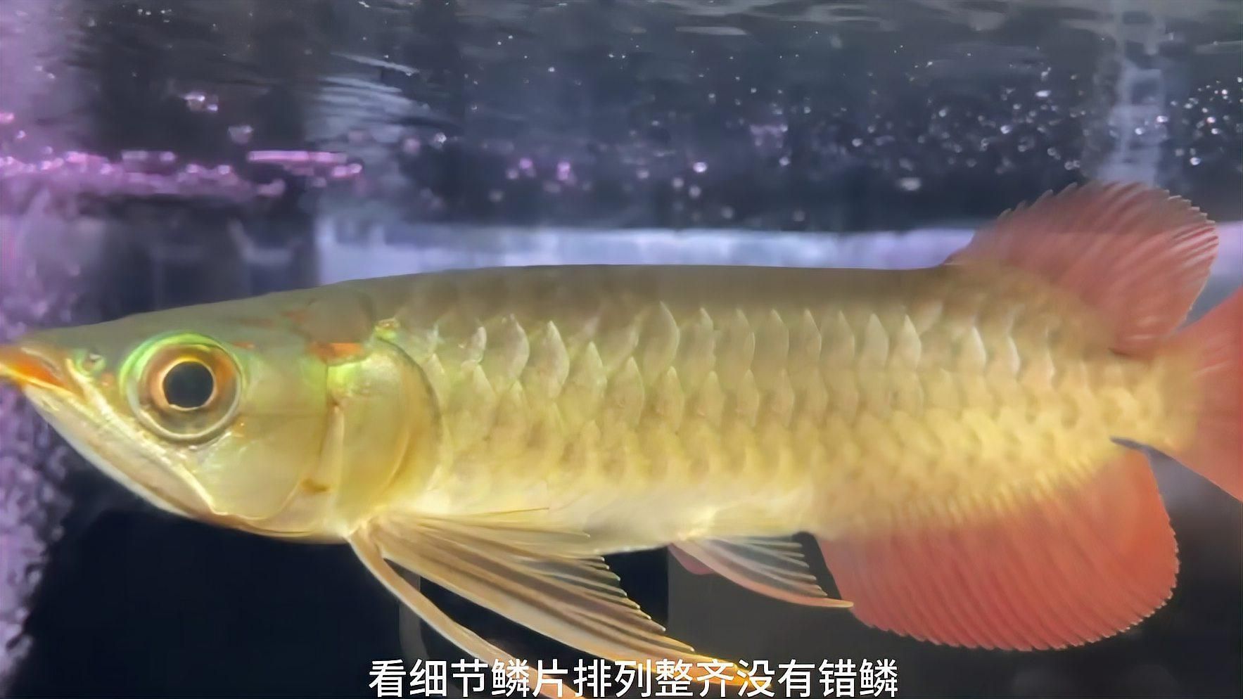 如何選擇合適的紅龍魚品種