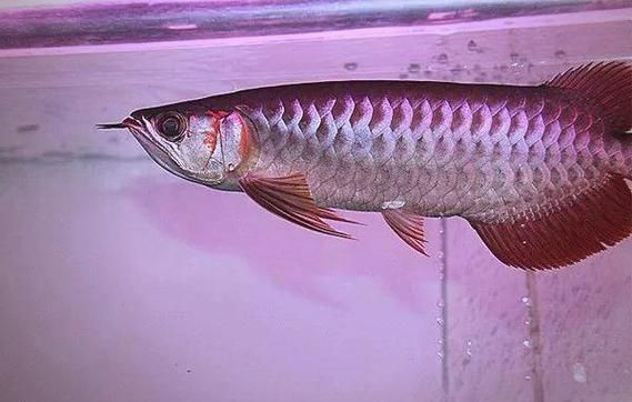 如何選擇合適的紅龍魚品種