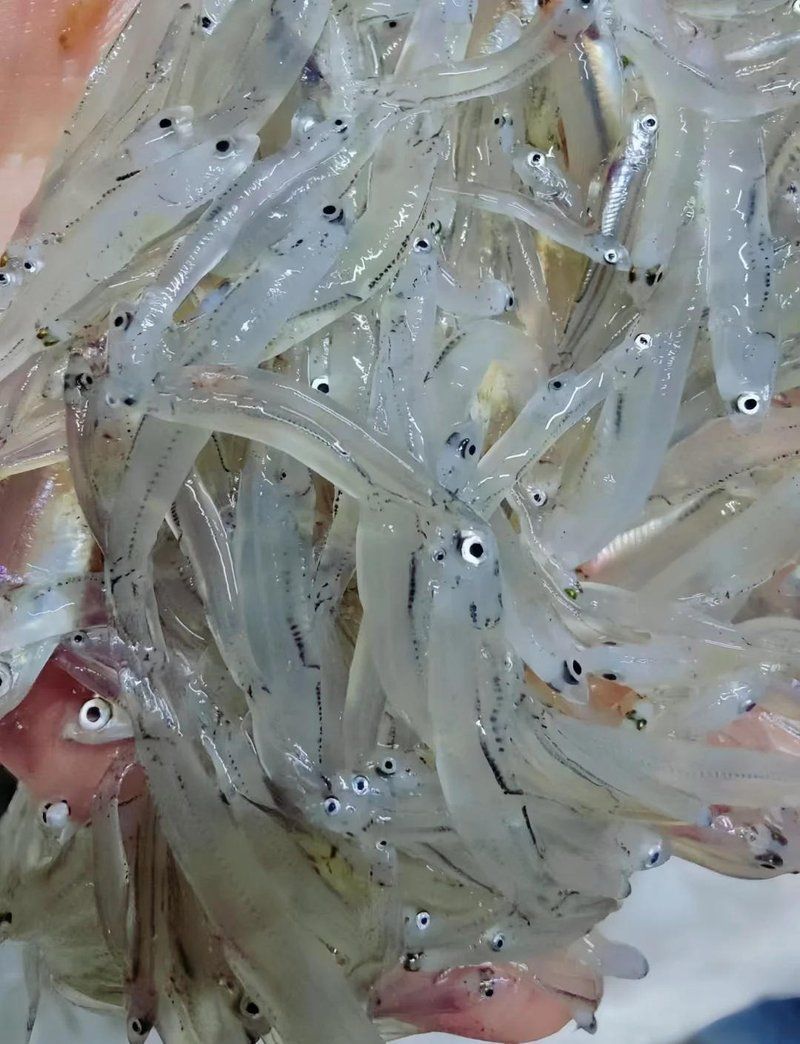銀魚煎蛋可以加哪些調料，銀魚煎蛋的萬能調料搭配表 銀魚煎蛋可以加哪些調料，銀魚煎蛋的萬能調料搭配表 龍魚百科 第1張