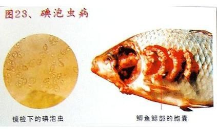 哪些龍魚疾病最容易導(dǎo)致自然瘋？，龍魚“自然瘋”是什么意思？