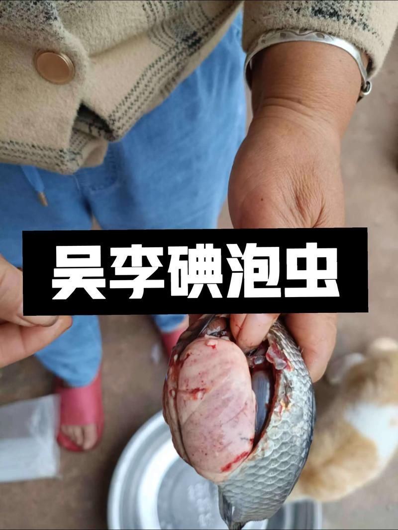 哪些龍魚疾病最容易導(dǎo)致自然瘋？，龍魚“自然瘋”是什么意思？