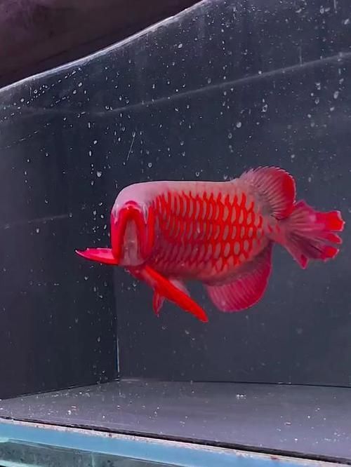 金龍魚(yú)哪個(gè)品種價(jià)格最高，金龍魚(yú)價(jià)格最高的品種是白金龍魚(yú)，血紅龍和血紅龍哪個(gè)更稀有