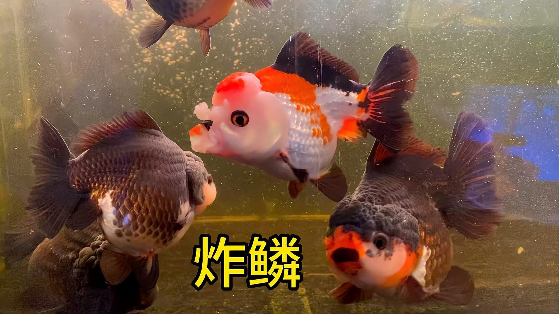 金魚炸鱗病有哪些治療方法，金魚炸鱗不用慌，預防治療方法全在這！