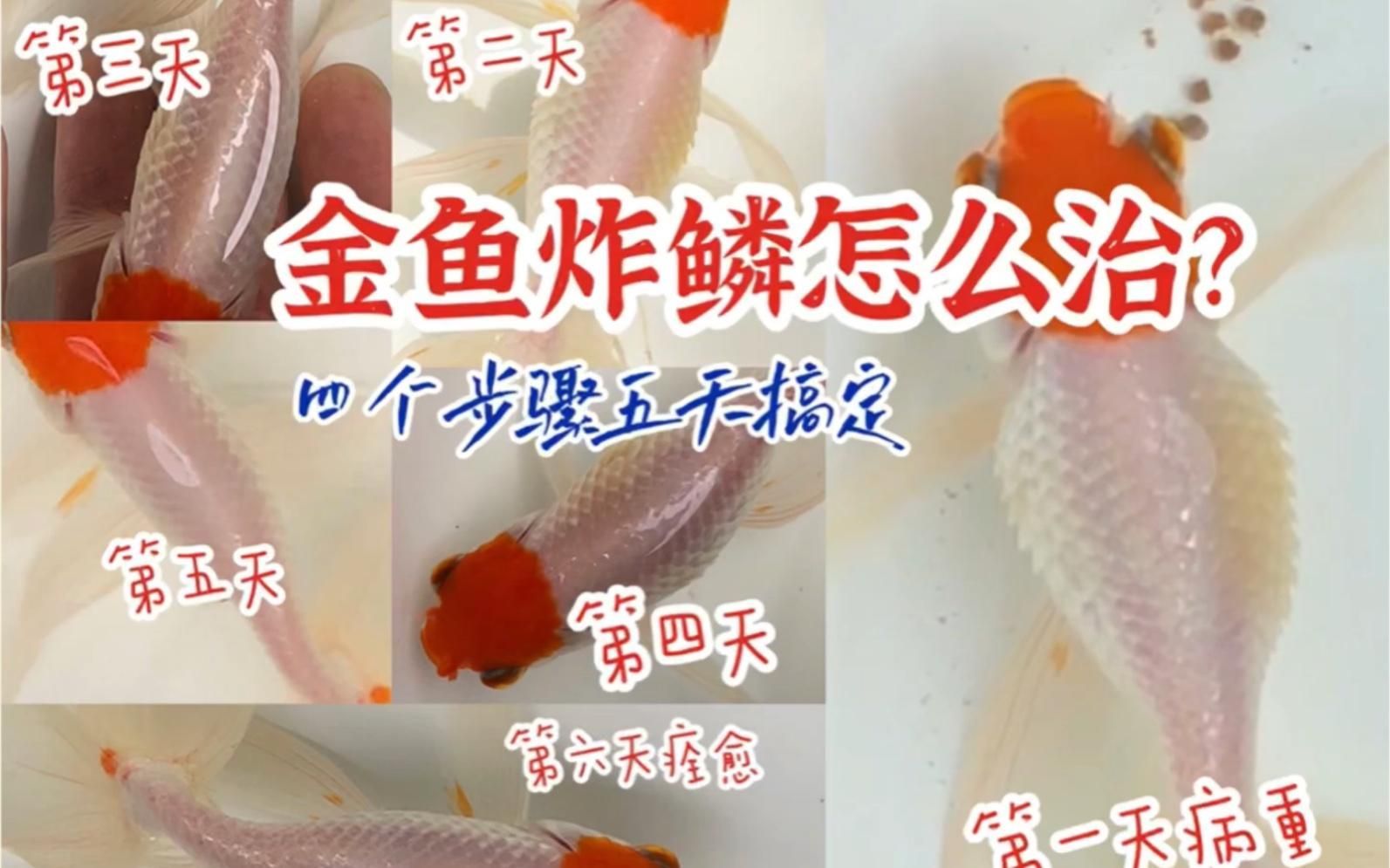 金魚炸鱗病有哪些治療方法，金魚炸鱗不用慌，預防治療方法全在這！