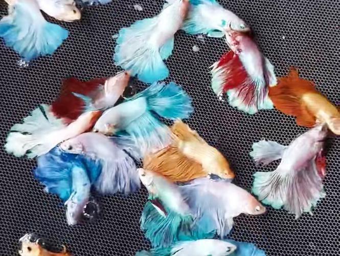 馬卡龍魚的價格是多少？，新手養馬卡龍魚的簡易指南