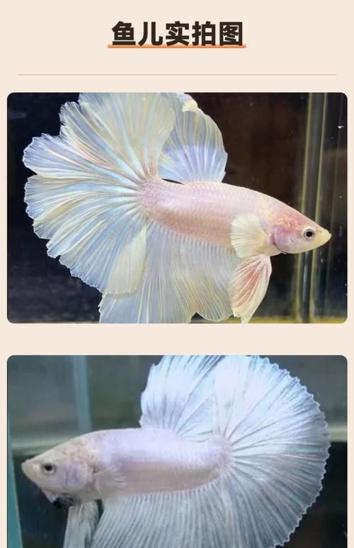 馬卡龍魚的價格是多少？，新手養馬卡龍魚的簡易指南