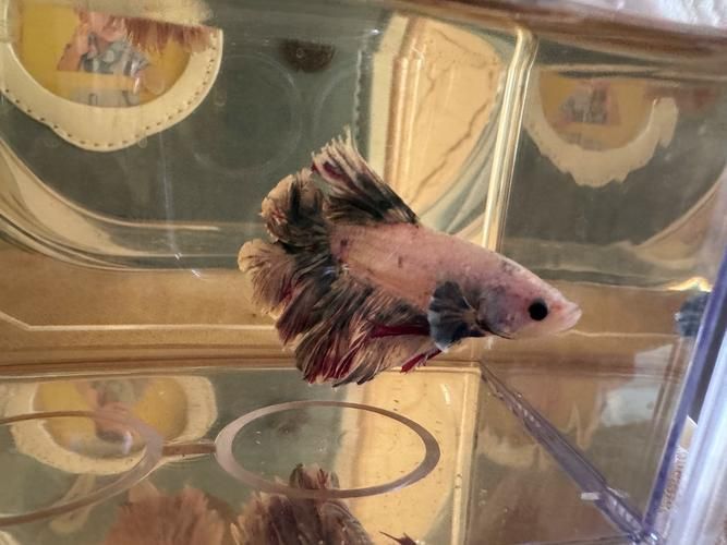 馬卡龍魚的價格是多少？，新手養馬卡龍魚的簡易指南