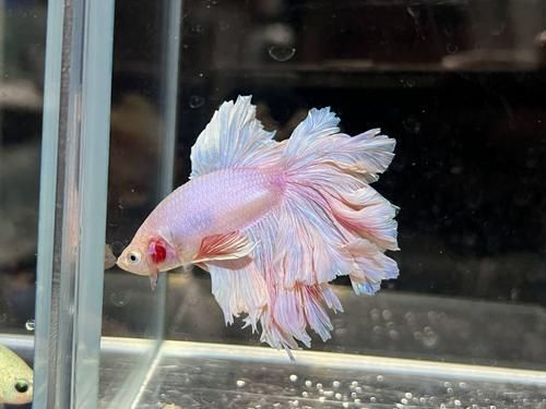 馬卡龍魚的價格是多少？，新手養馬卡龍魚的簡易指南