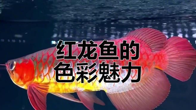 紅龍魚品種特征對比，紅龍魚分類及種類