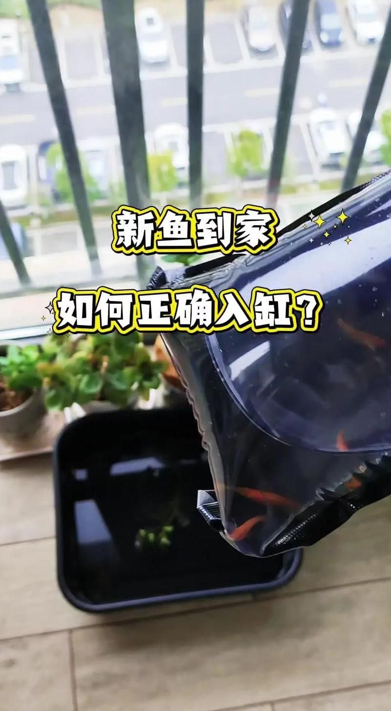 如何預防銀龍魚眼睛白膜復發，銀龍魚眼睛白膜復發