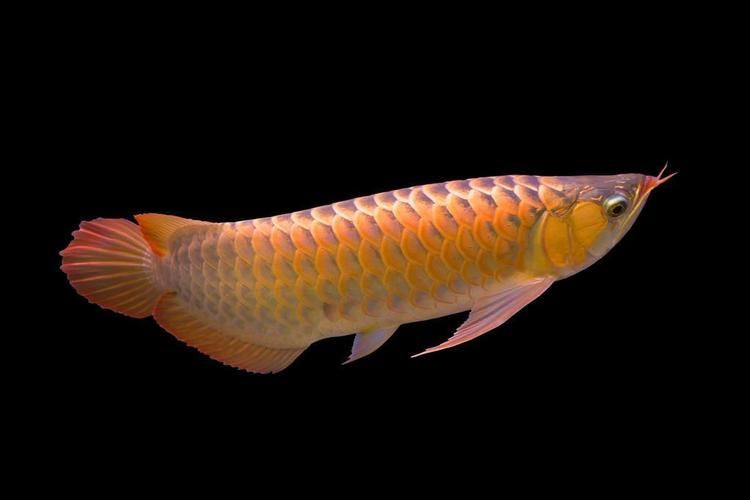 南岸龍魚有哪些品種？，南岸龍魚有哪些獨特的特征，南岸龍魚的價格是多少
