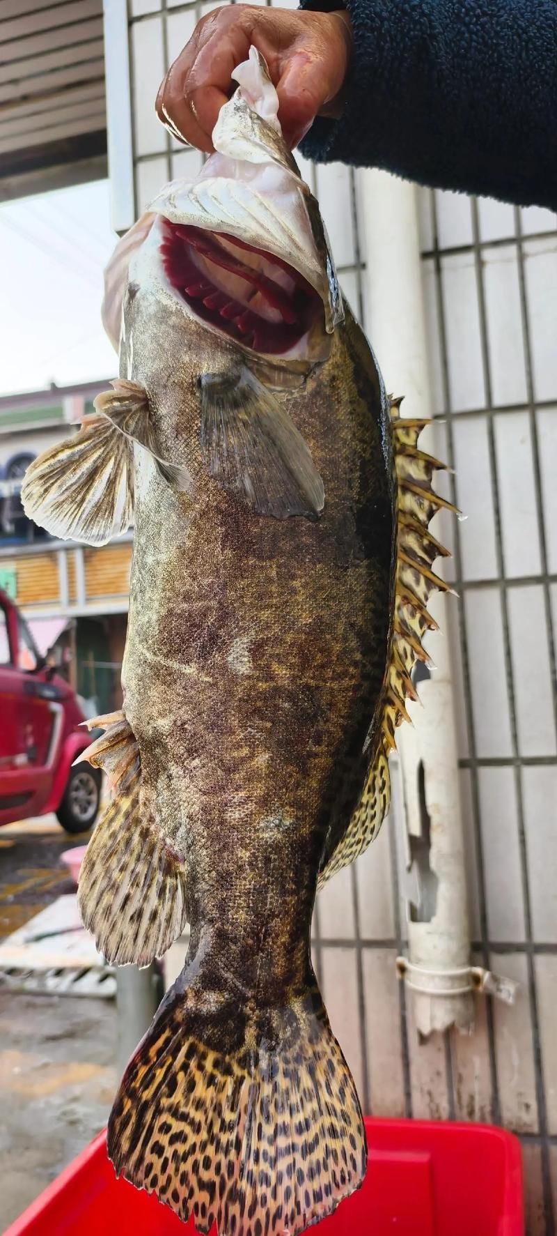 南岸龍魚有哪些品種？，南岸龍魚有哪些獨特的特征，南岸龍魚的價格是多少
