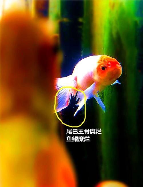 金魚爛尾巴潰爛圖片