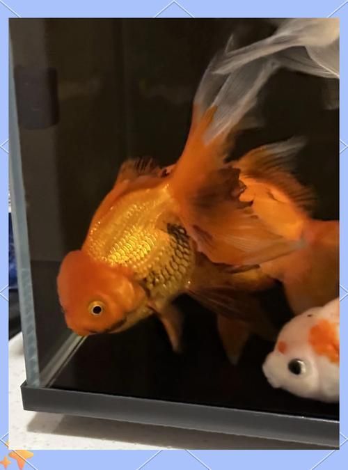 金魚爛尾巴潰爛圖片