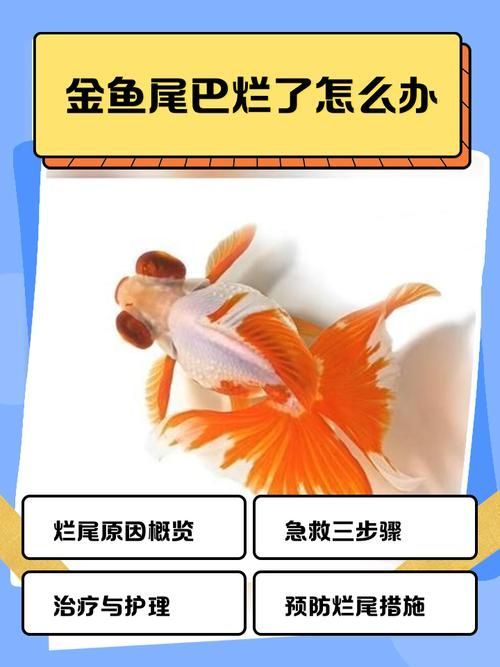 金魚爛尾巴潰爛圖片
